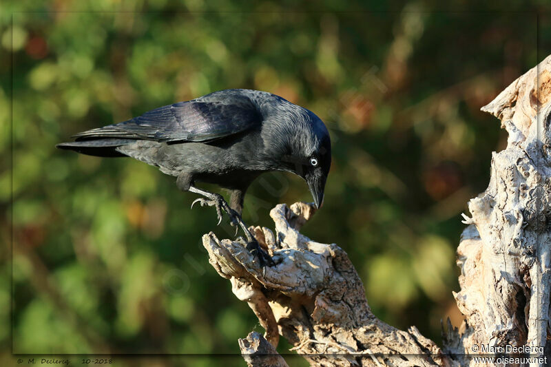 Western Jackdaw