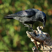 Western Jackdaw