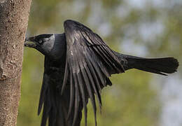 Western Jackdaw