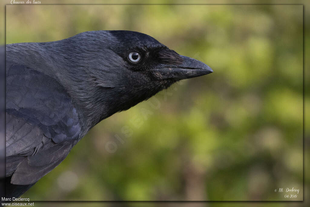 Western Jackdawadult, close-up portrait