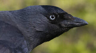 Western Jackdaw