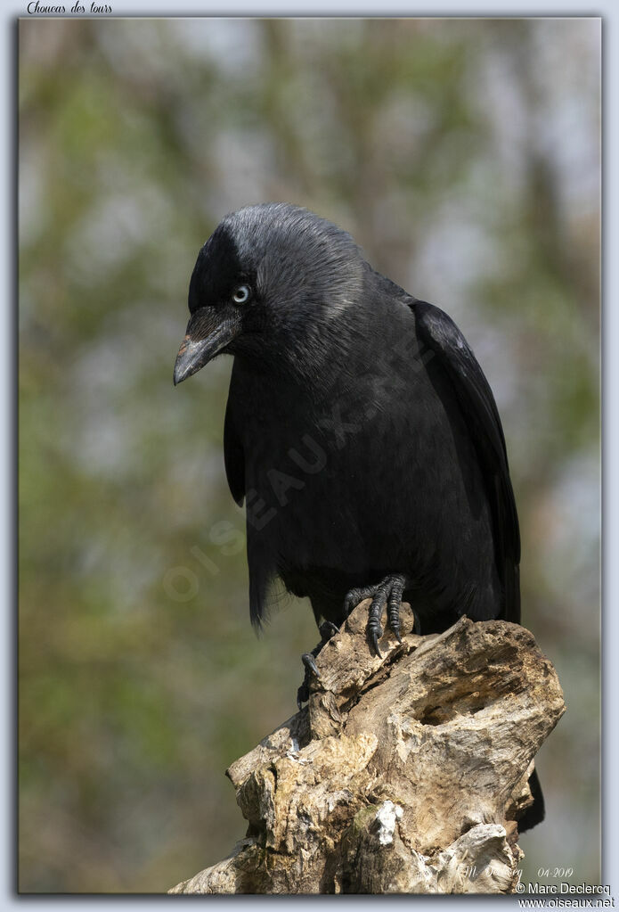 Western Jackdaw