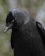 Western Jackdaw