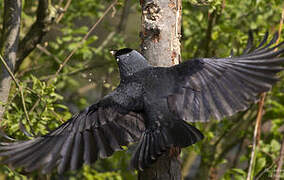 Western Jackdaw