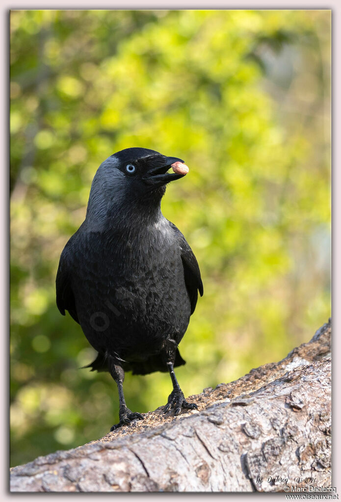 Western Jackdaw