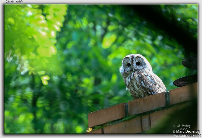 Tawny Owl