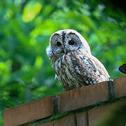 Tawny Owl