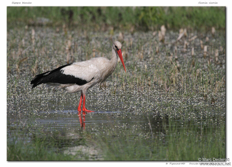 Cigogne blanche