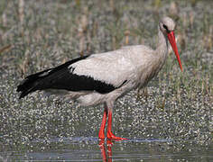 White Stork