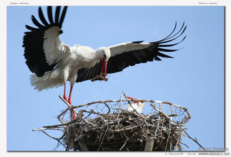 Cigogne blanche, Nidification, Comportement