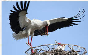 Cigogne blanche