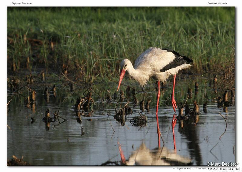 White Stork