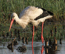 White Stork