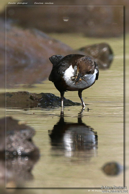 White-throated Dipper