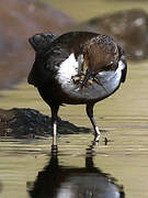 White-throated Dipper