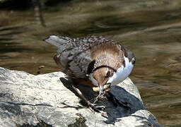 White-throated Dipper