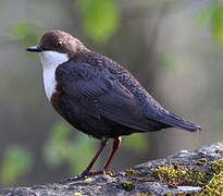 White-throated Dipper