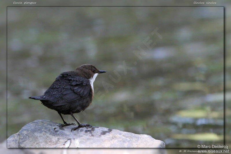 Cincle plongeur, identification