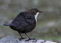 White-throated Dipper