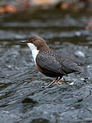 White-throated Dipper