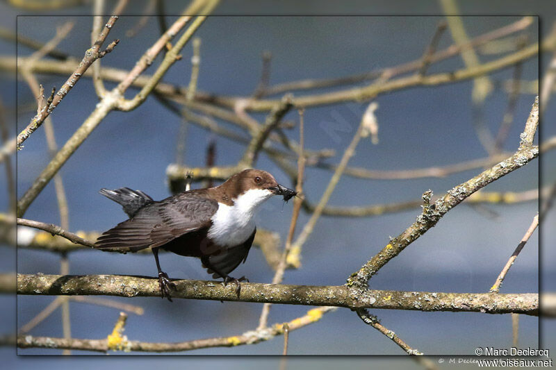 Cincle plongeur, identification, régime