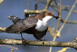 White-throated Dipper