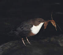 White-throated Dipper