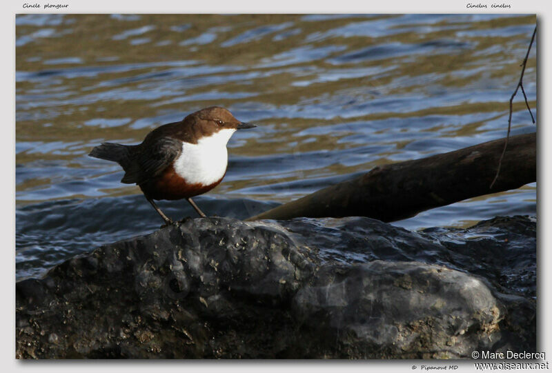 White-throated Dipper, identification