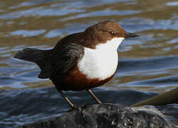 White-throated Dipper