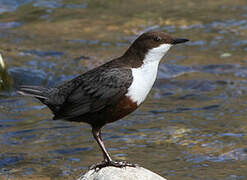 White-throated Dipper