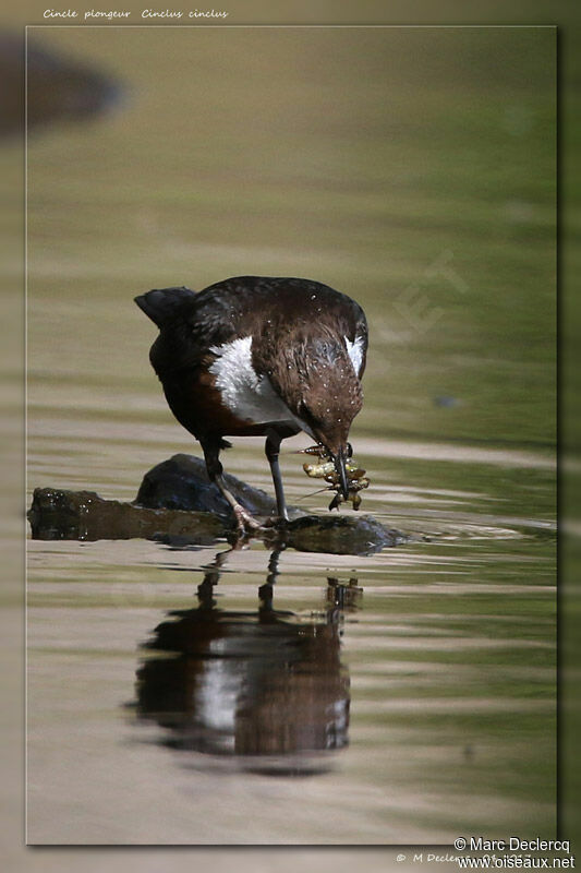 White-throated Dipper