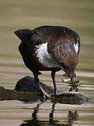 White-throated Dipper