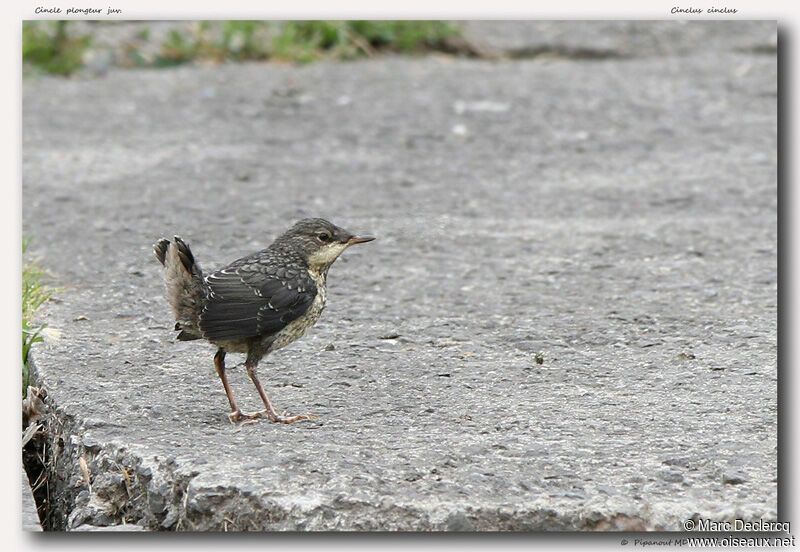 White-throated Dipperjuvenile, identification