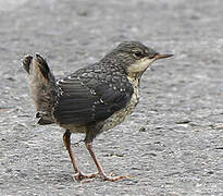 White-throated Dipper