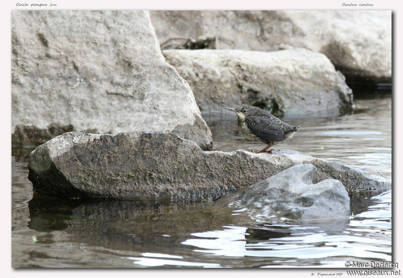 White-throated Dipperjuvenile, identification