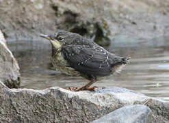 White-throated Dipper