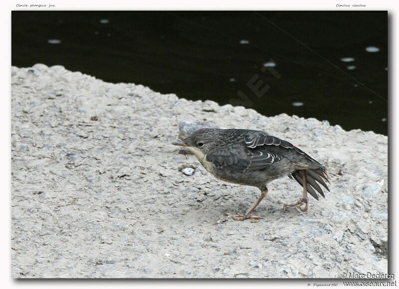 White-throated Dipperjuvenile, identification