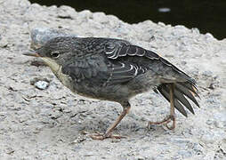 White-throated Dipper