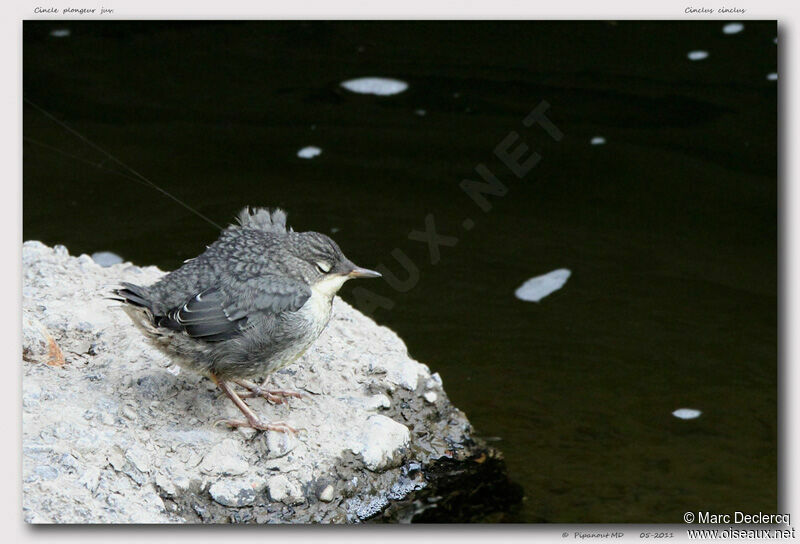 White-throated Dipperjuvenile, identification