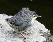 White-throated Dipper