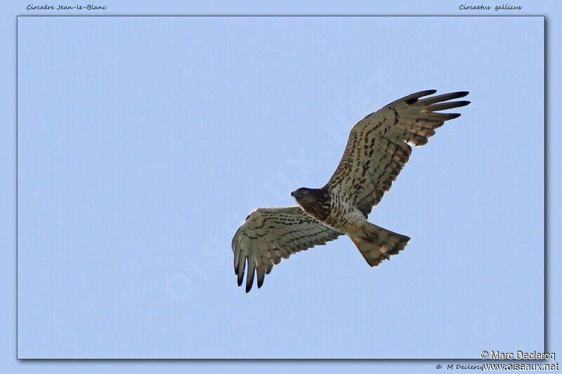 Short-toed Snake Eagle, Flight