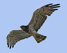 Short-toed Snake Eagle