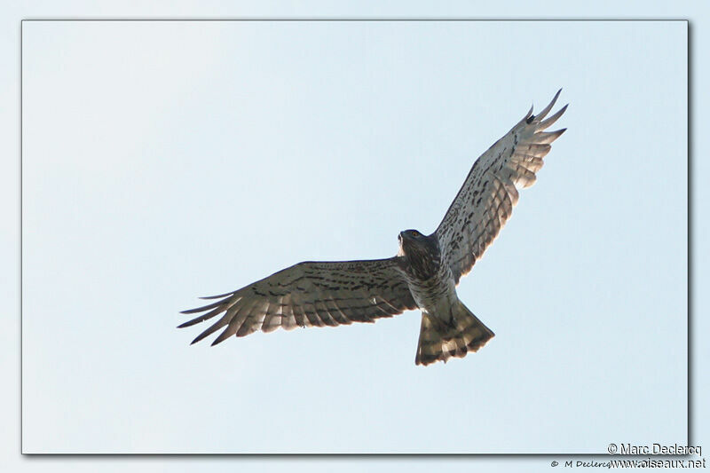 Short-toed Snake Eagle, Flight