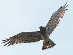 Short-toed Snake Eagle