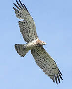 Short-toed Snake Eagle