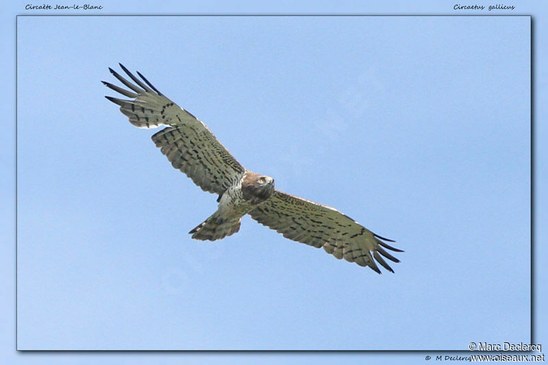 Short-toed Snake Eagle