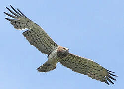 Short-toed Snake Eagle