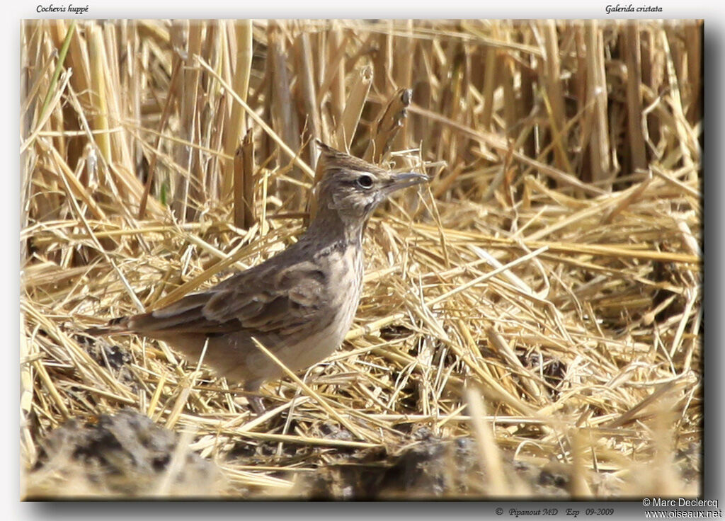 Crested Lark, feeding habits