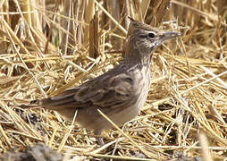 Crested Lark