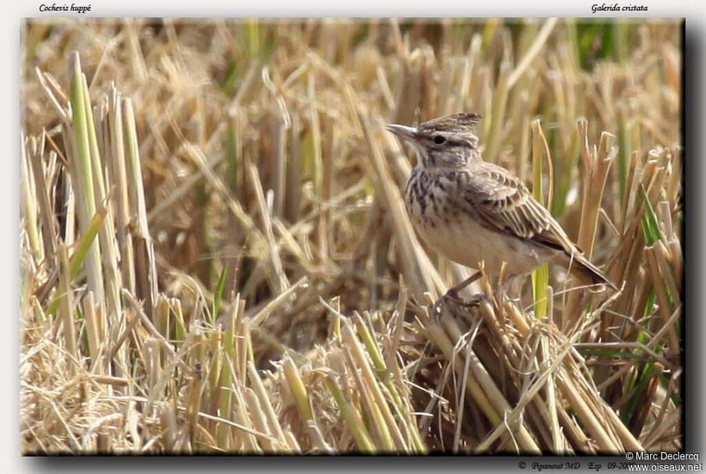 Cochevis huppé